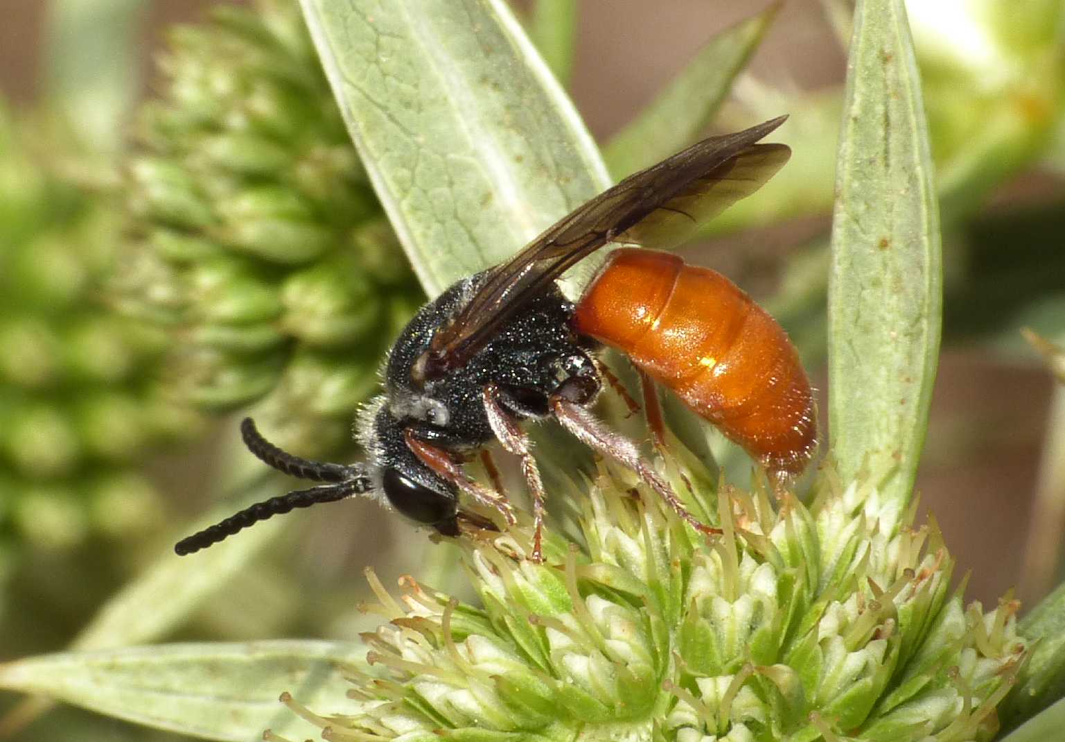 Sphecodes albilabris rubripes  e  Sphecodes sp.